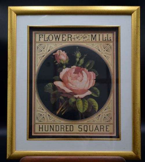 NICELY FRAMED BOTANICAL PRINT - from SUEZYT