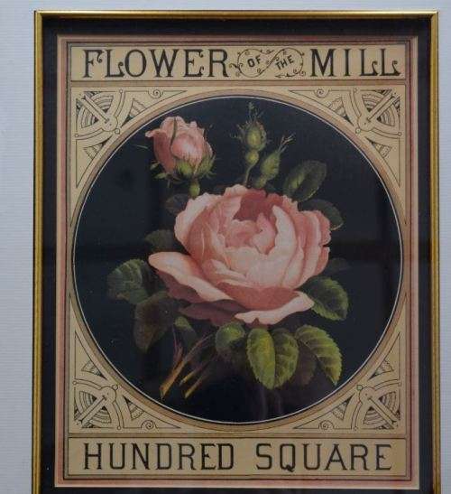 NICELY FRAMED BOTANICAL PRINT - from SUEZYT