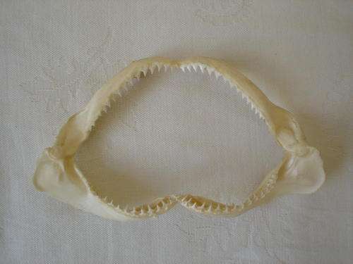 Vintage *Genuine Baby Shark Jaw Bone With Teeth*
