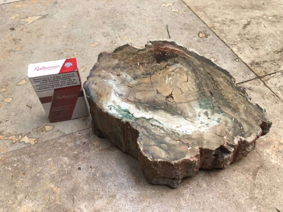 petrified wood stump