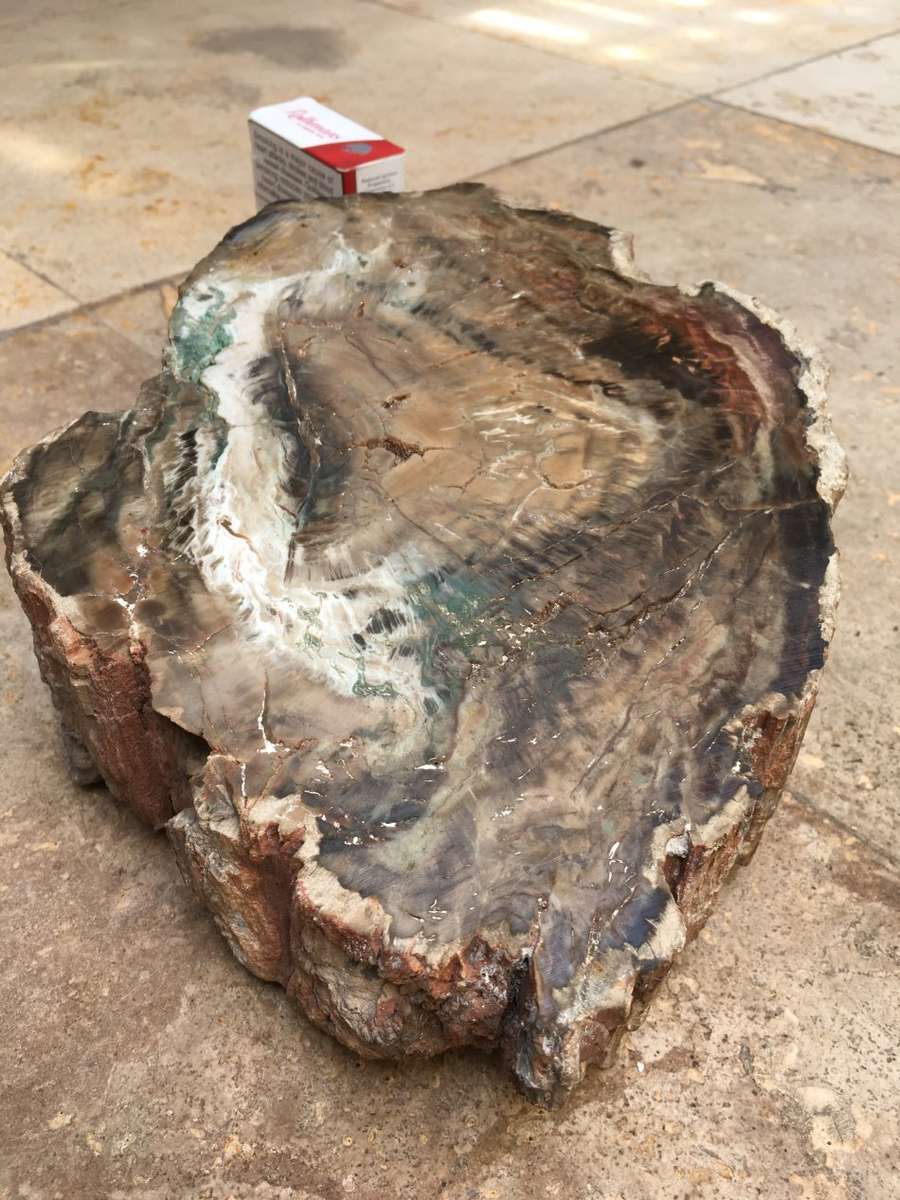 petrified wood stump