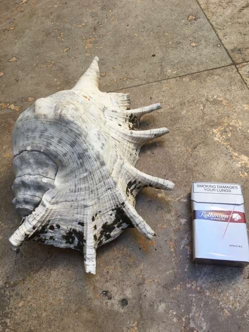 sea shell proper large spider conch on precious stone base