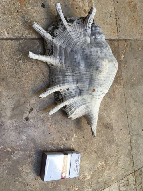 sea shell proper large spider conch on precious stone base