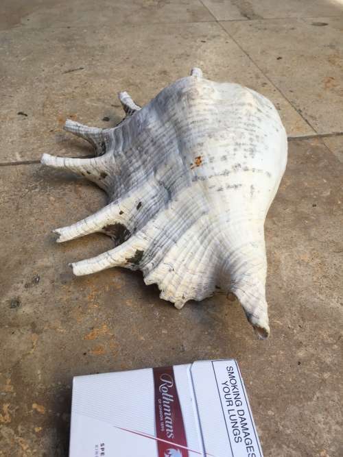 sea shell proper large spider conch on precious stone base