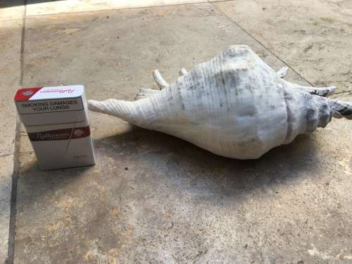 sea shell proper large spider conch on precious stone base