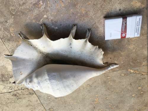 sea shell proper large spider conch on precious stone base