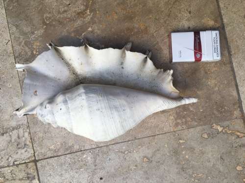 sea shell proper large spider conch on precious stone base