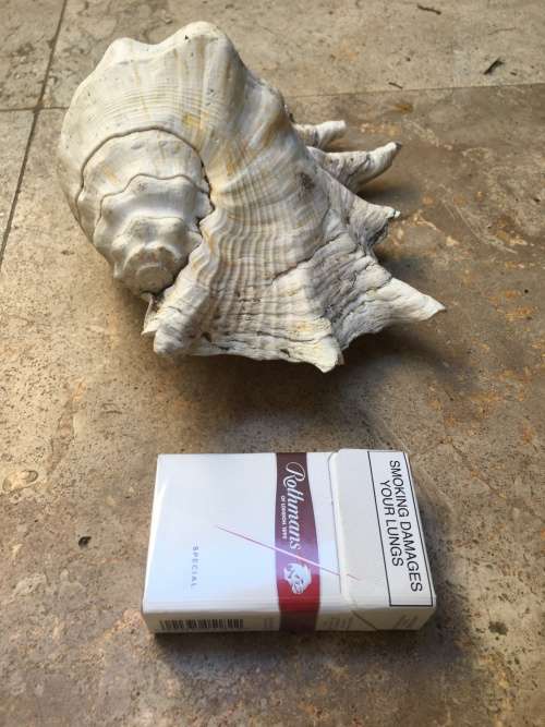 large spider conch sea shell