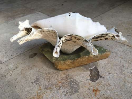sea shell proper large spider conch on precious stone base