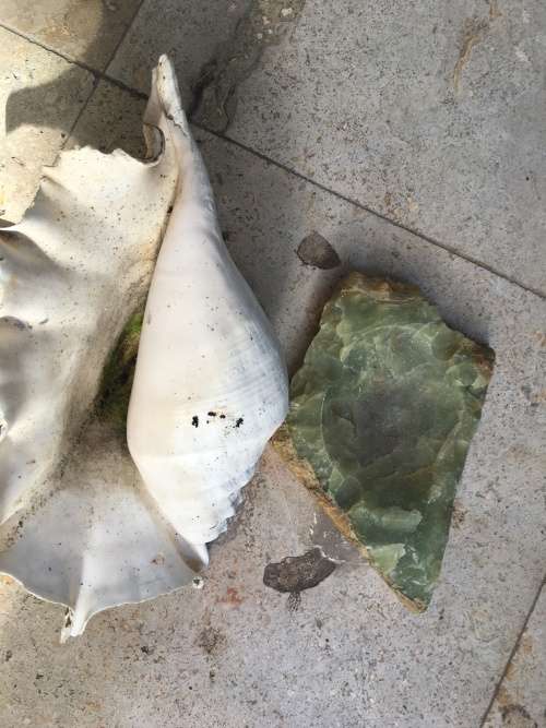 sea shell proper large spider conch on precious stone base