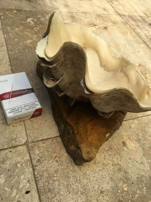 giant clam sea shell fluted on precious stone base , medium