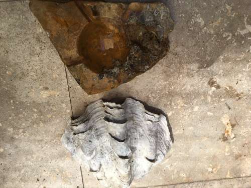 giant clam sea shell fluted on precious stone base , medium