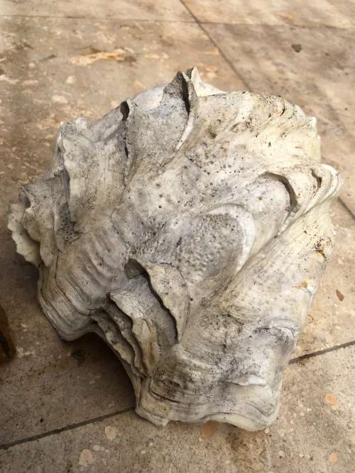 giant clam sea shell fluted on precious stone base , medium