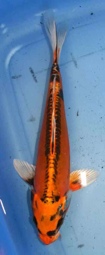 Doitsu Kin Matsuba, 25 cm - Japanese koi by Nishiki Koi Farm