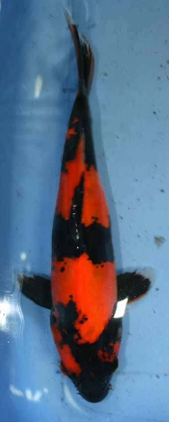 Hi Utsuri, 28 cm, bred by Miyatora  - Japanese koi by Nishiki Koi Farm