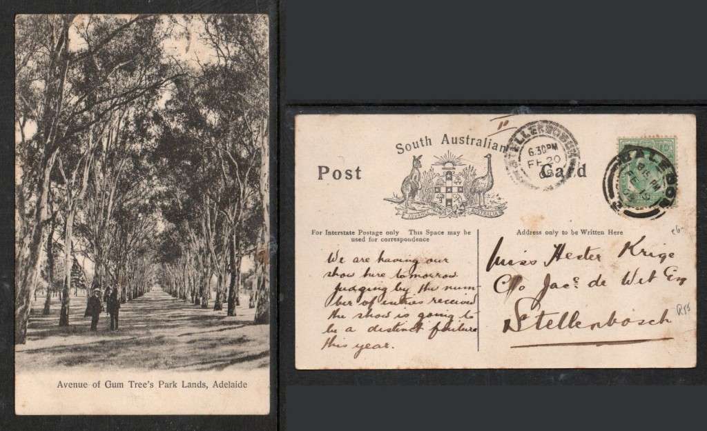 S.Australia PPC used in CoGH 1/2d, CALEDON FE 19 08 c.d.s. >STELLENBOSCH arrival