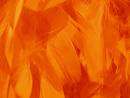 ORANGE Feathers - Pack of 5