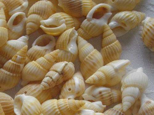 Shell Beads(20mm-25mm in length)- Pack of 25