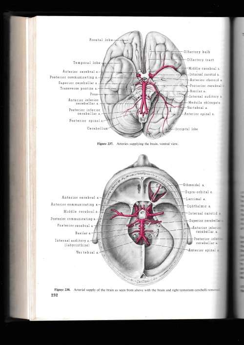 Gray`s Anatomy 27th edition printed 1938 and Structure and Function in Man 3rd edition printed 1974