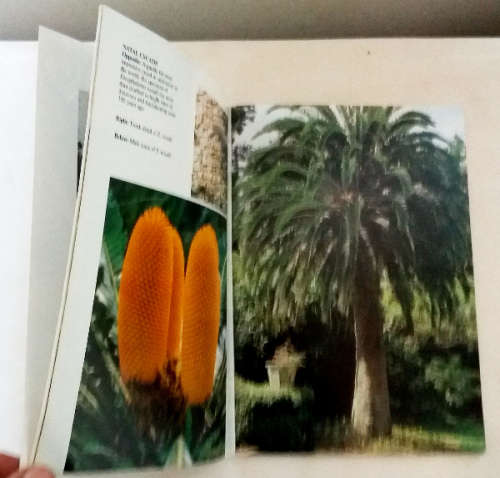The Cycad Collection  - signed copy by Keith Kisten