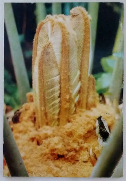 The Cycad Collection  - signed copy by Keith Kisten