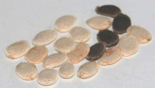 LUFFA/LOOFAH ( Loufa, Loofa,  Wash Sponge, Vaddoekplant) 200 SEEDS