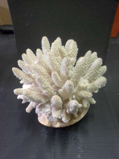 1.3 KG OF NATURAL SEA CORAL - BEAUTIFULL ITEM INDEED