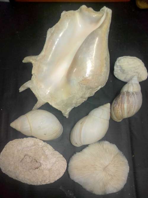 VINTAGE COLLECTION OF SEA SHELLS and other sea STONES