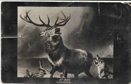 Postcard - 1912 - Transvaal to Alice