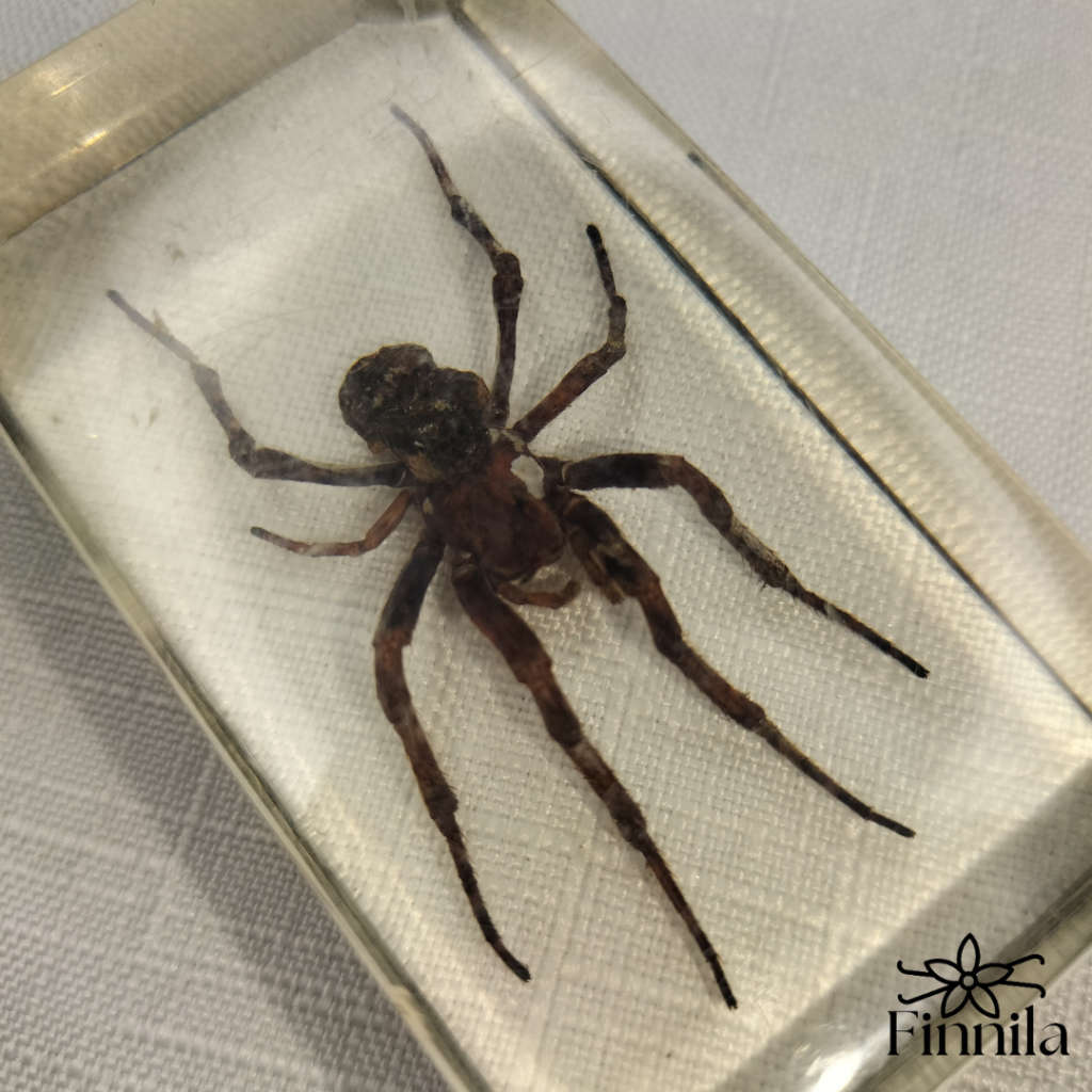 Wolf Spider in Lucite Paperweight!!!