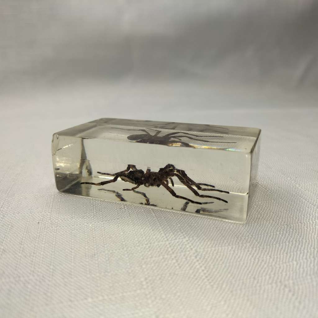 Wolf Spider in Lucite Paperweight!!!