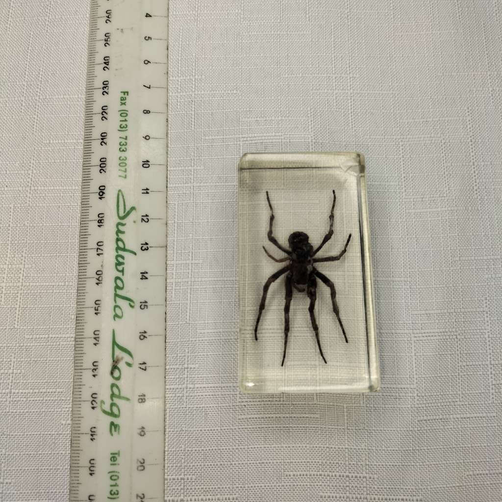 Wolf Spider in Lucite Paperweight!!!