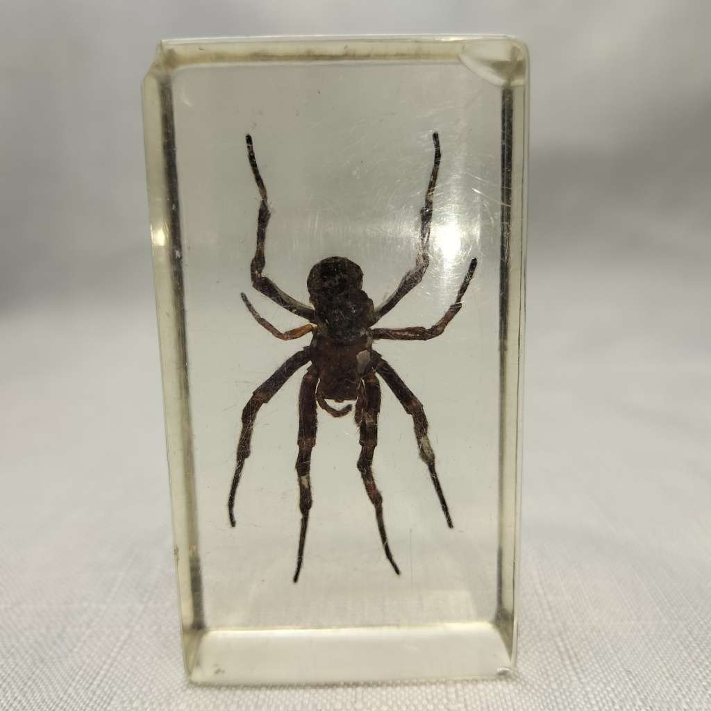 Wolf Spider in Lucite Paperweight!!!