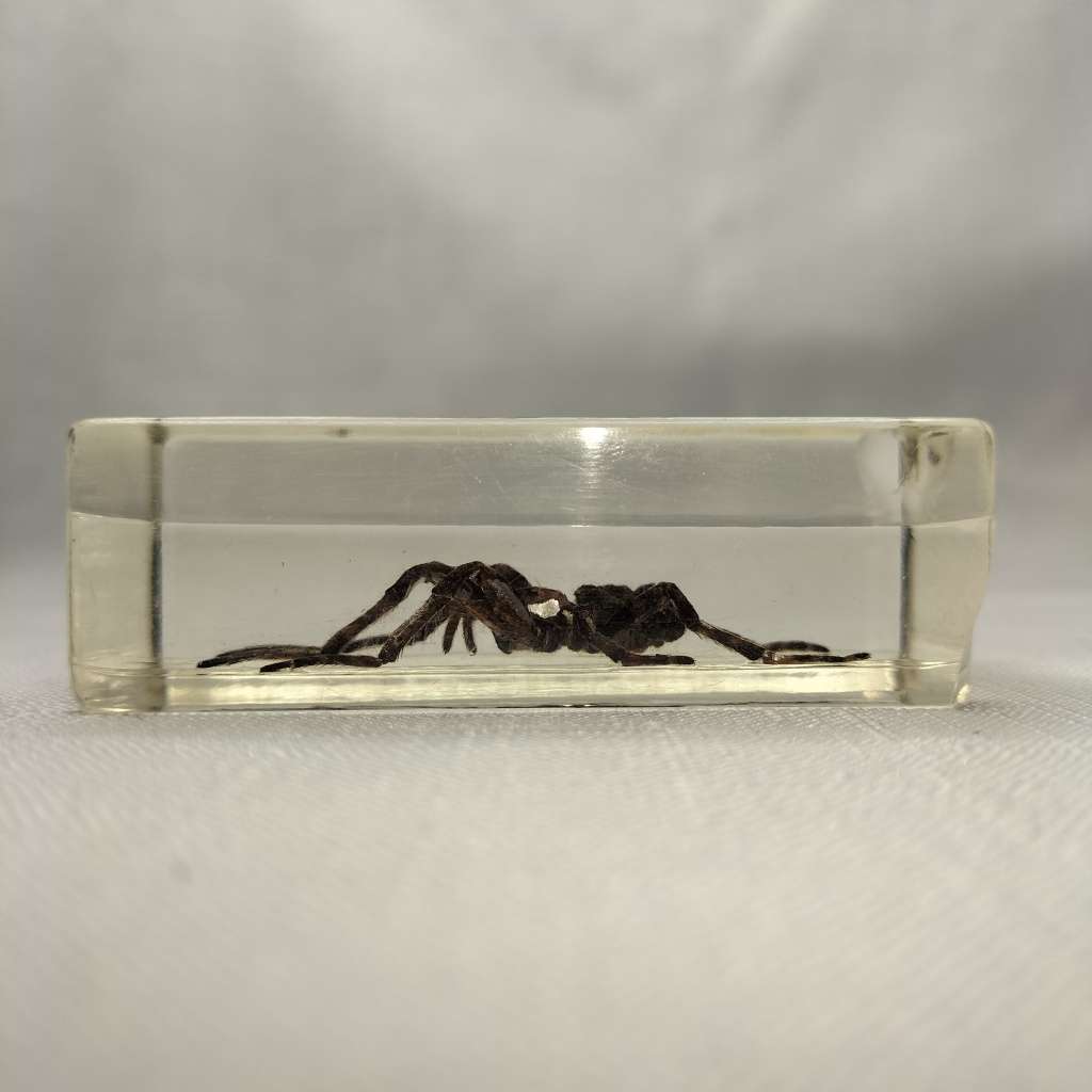 Wolf Spider in Lucite Paperweight!!!