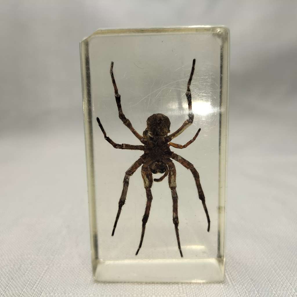 Wolf Spider in Lucite Paperweight!!!