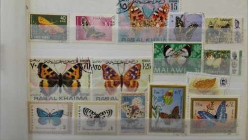 Selection Thematic butterflies