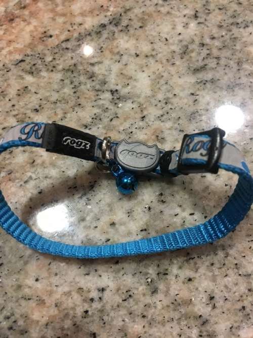 Kitten Collar by ROGZ (unused as Kitten had a fit when we tried to put it on)