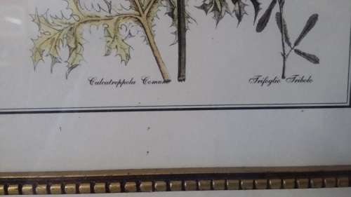 BEAUTIFUL  FRAMED PRINT BEHIND GLASS