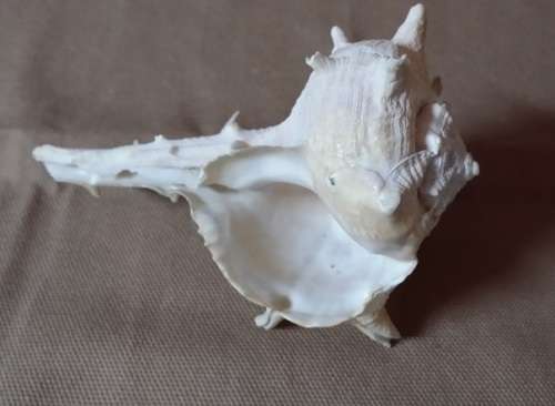 A LOVELY  SEA SHELL