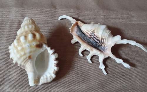 A LOVELY  SEA SHELL