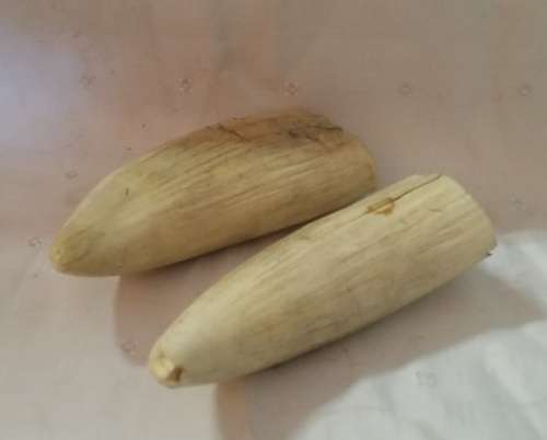 TWO ANIMAL BONE  TUSKS