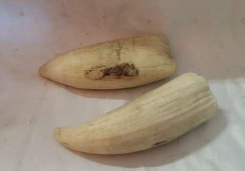 TWO ANIMAL BONE  TUSKS