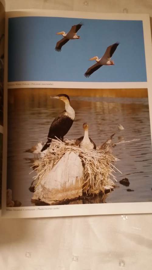 BOOK : EVERONE`S GUIDE TO BIRDS OF SOUTH AFRICA