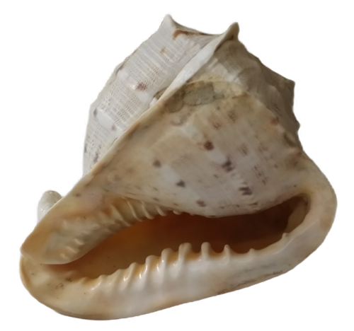 Large Sea Shell - 17 cm