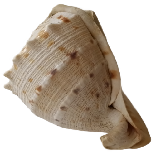 Large Sea Shell - 17 cm