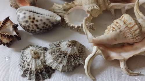 Lot of Ten Assorted Sea Shells