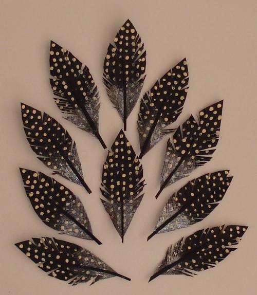Guineafowl feathers