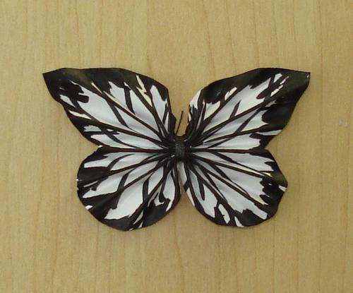 black & white butterfly