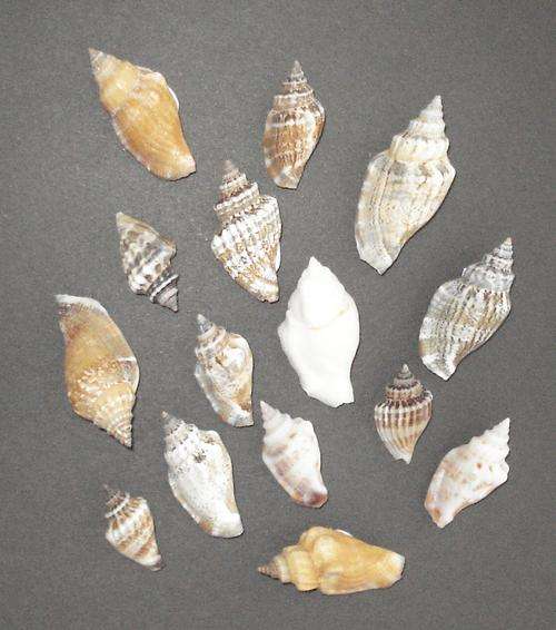 Large genuine sea shells