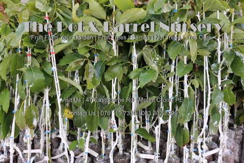 Lamb Hass Avocado Tree